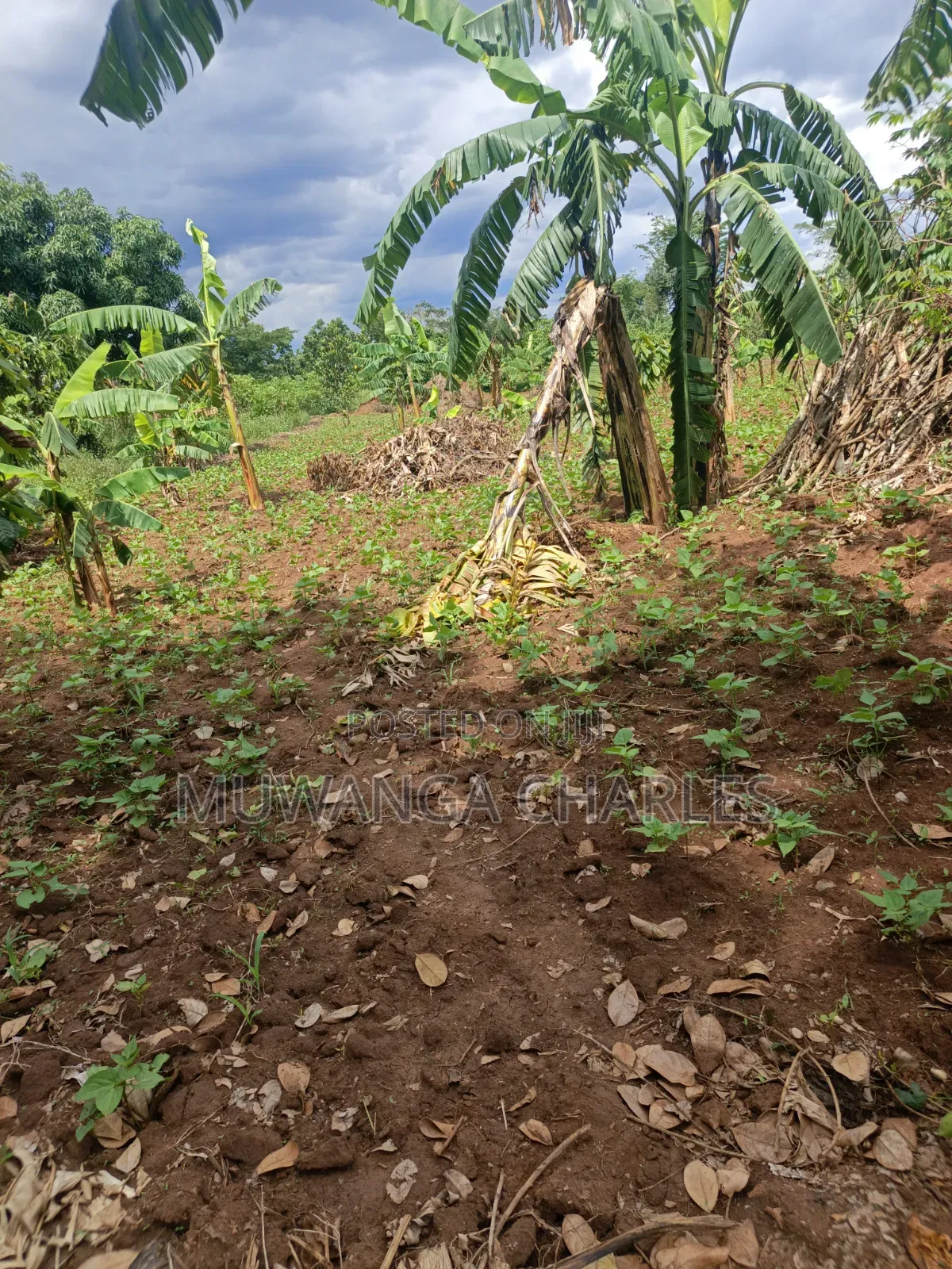 Land for Sale in Kakala Zirobwe