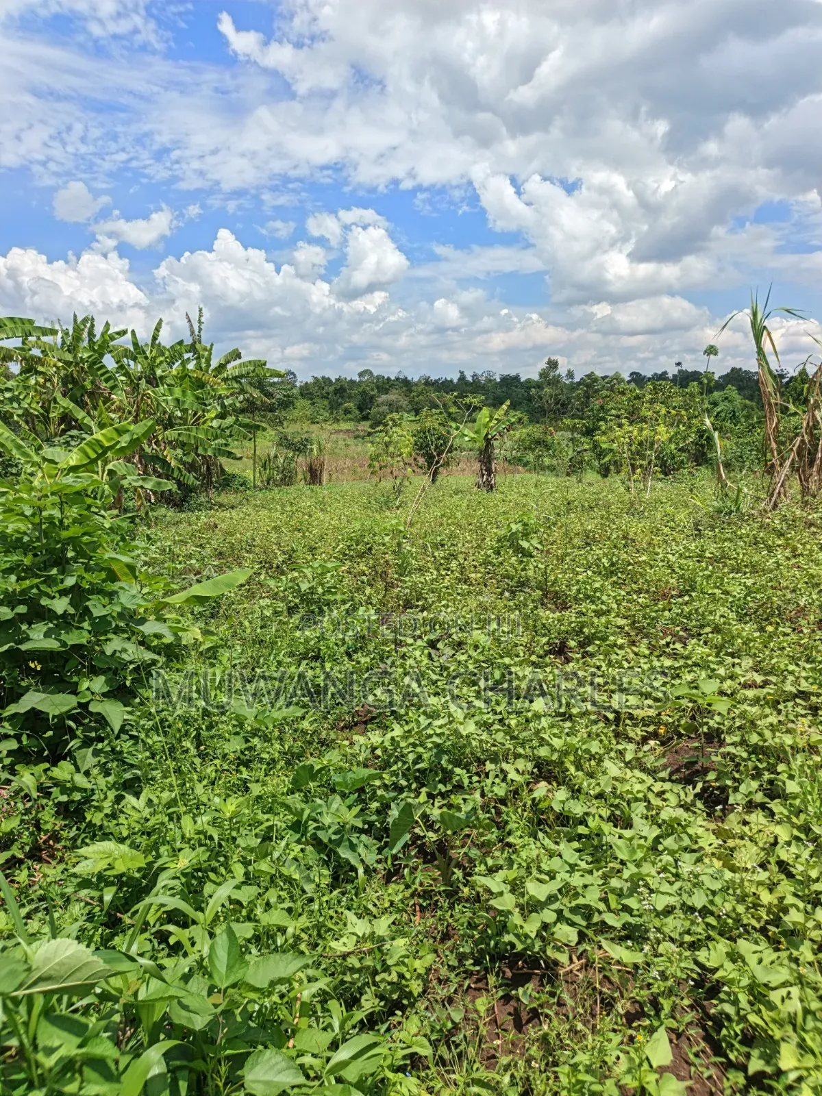 Land for Sale in Kakala Zirobwe