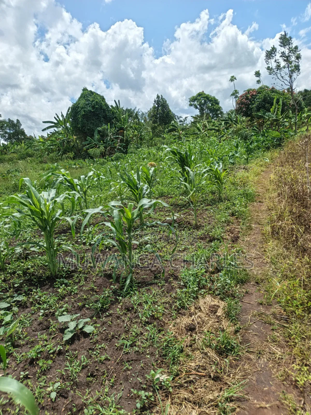 Land for Sale in Kakala Zirobwe