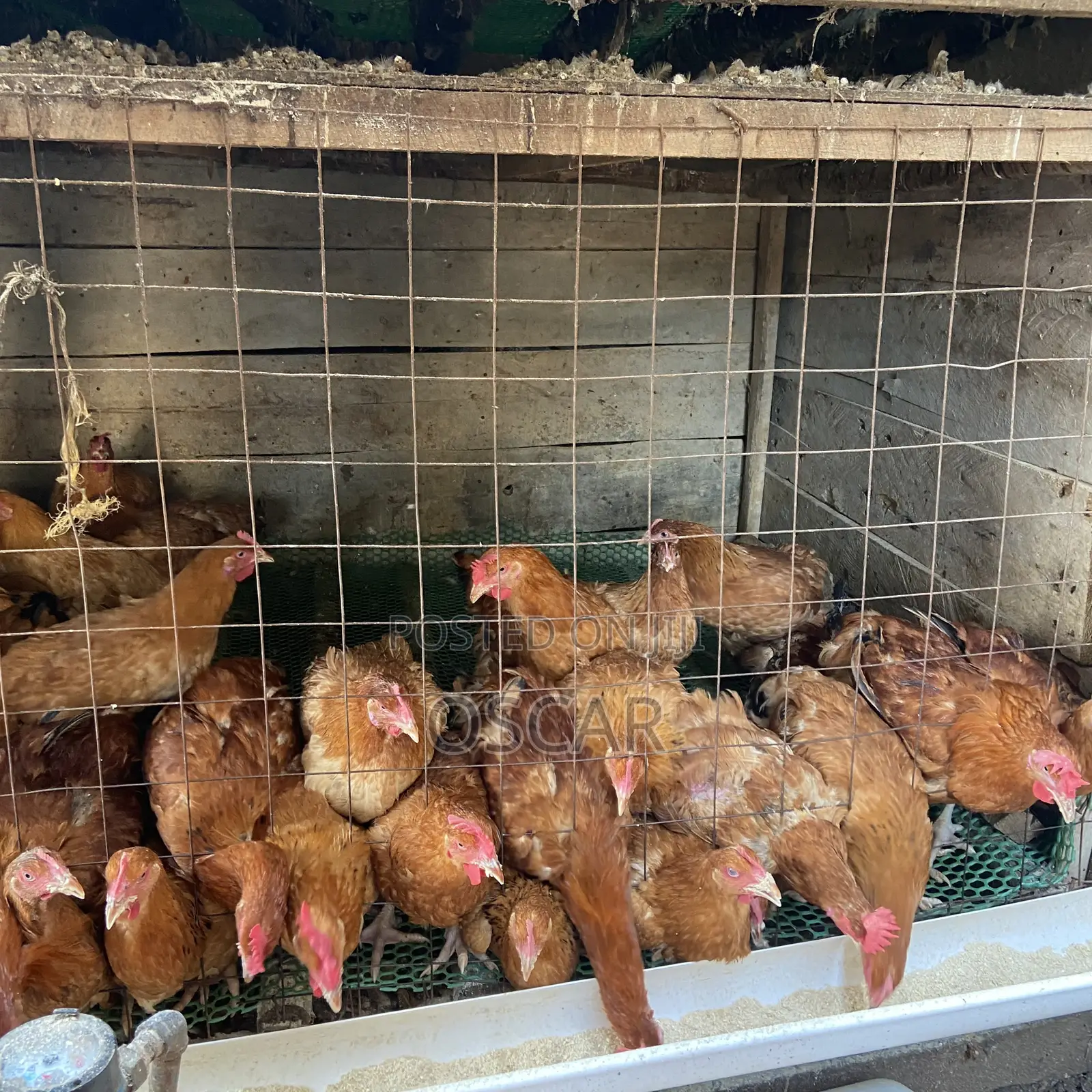 Oscar Poultry Farm