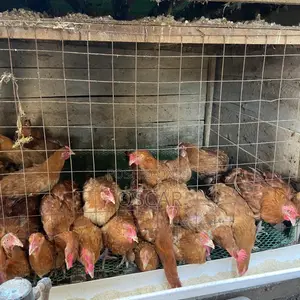 Oscar Poultry Farm