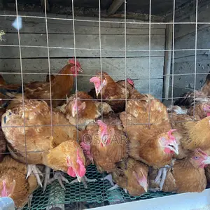 Oscar Poultry Farm