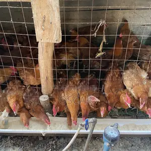 Oscar Poultry Farm