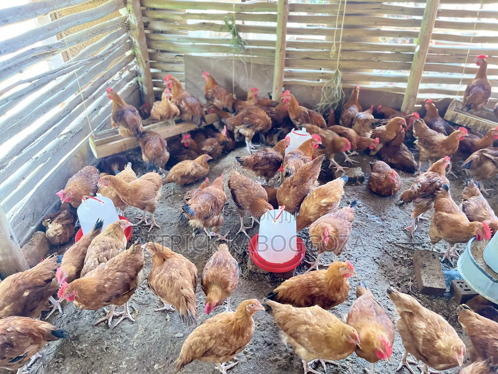 Chicken for Sell