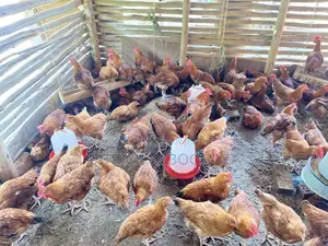 Chicken for Sell