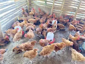 Chicken for Sell