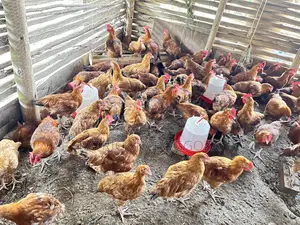 Chicken for Sell