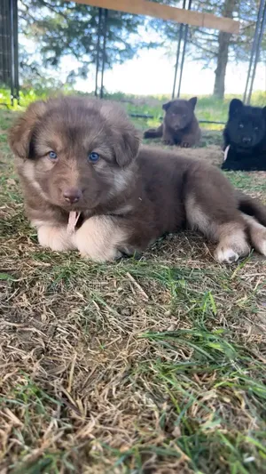 1-3 months Female Purebred German Shepherd