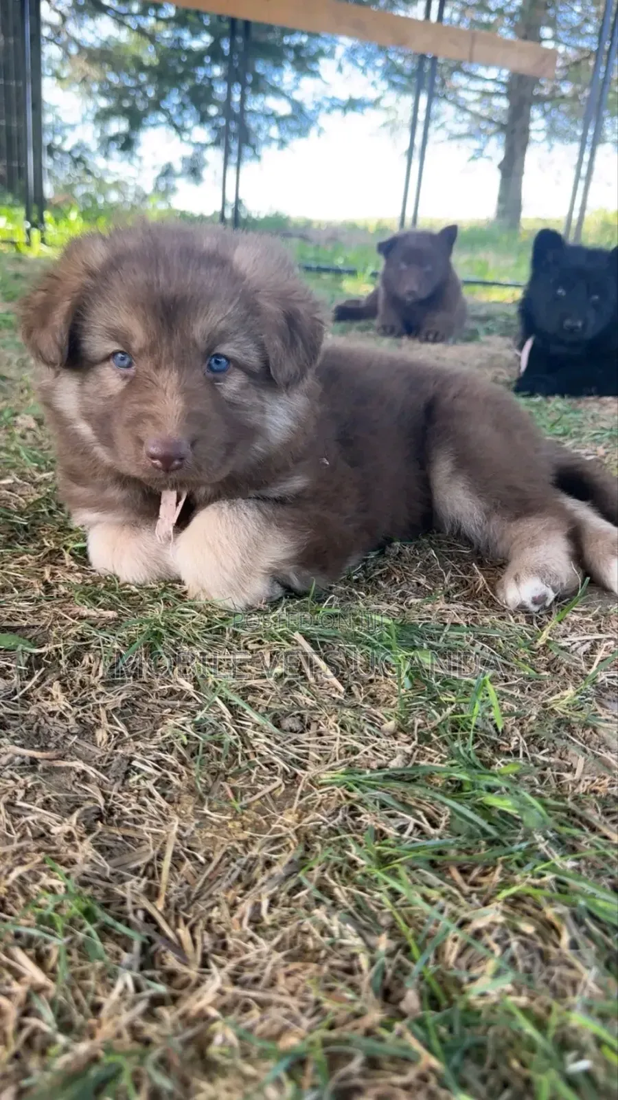 1-3 months Female Purebred German Shepherd