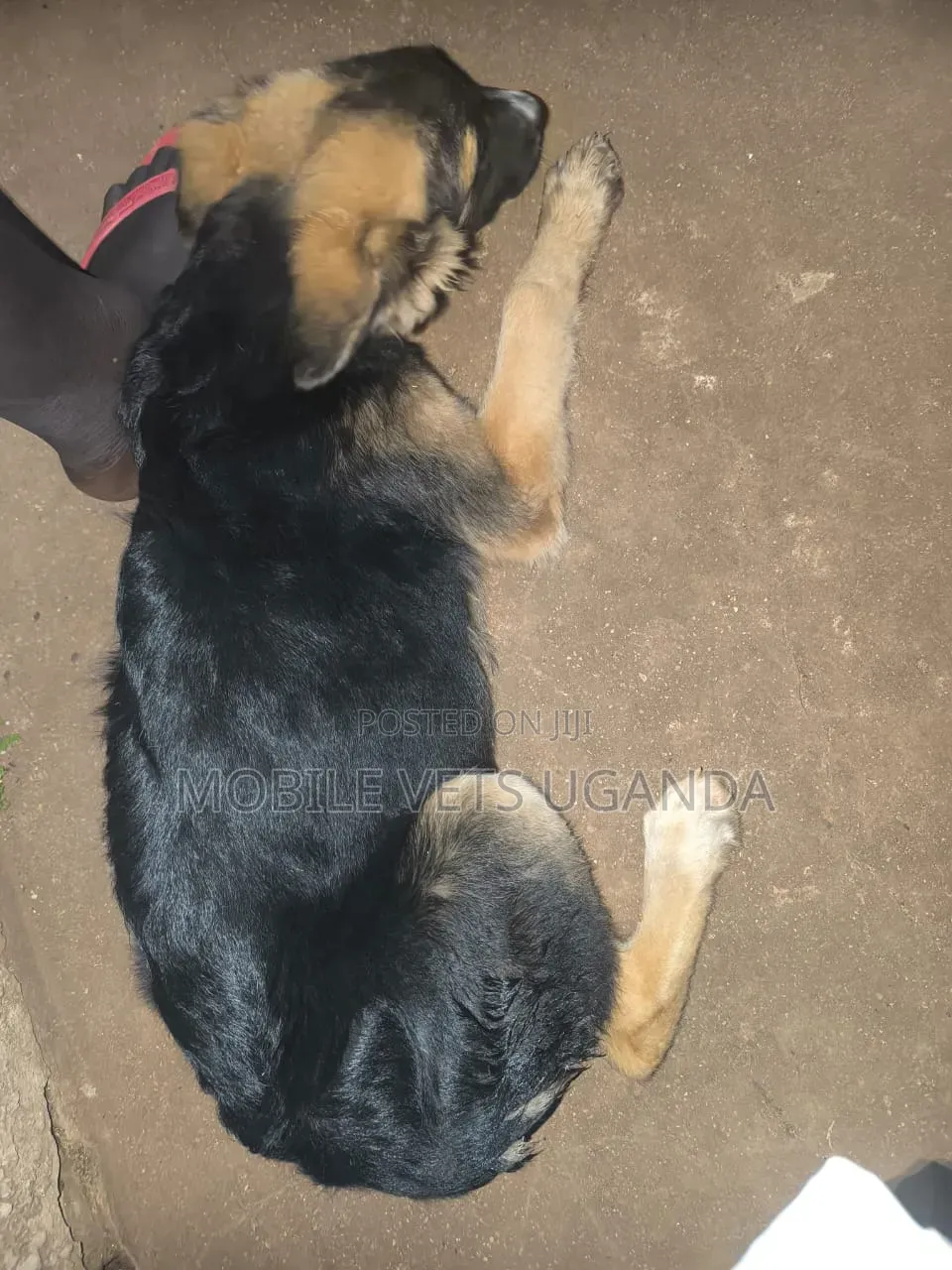 3-6 months Male Purebred German Shepherd