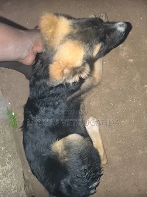 6-12 months Female Purebred German Shepherd
