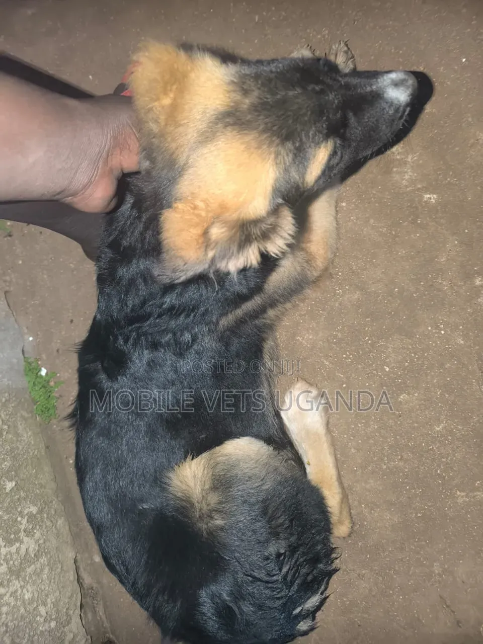 6-12 months Female Purebred German Shepherd