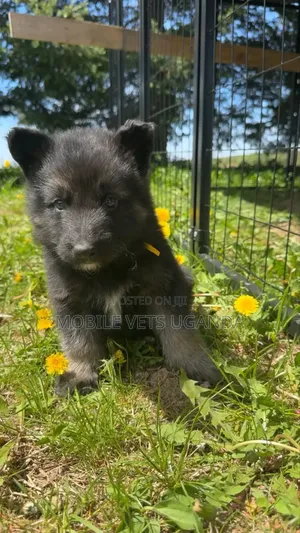 1-3 months Male Purebred German Shepherd