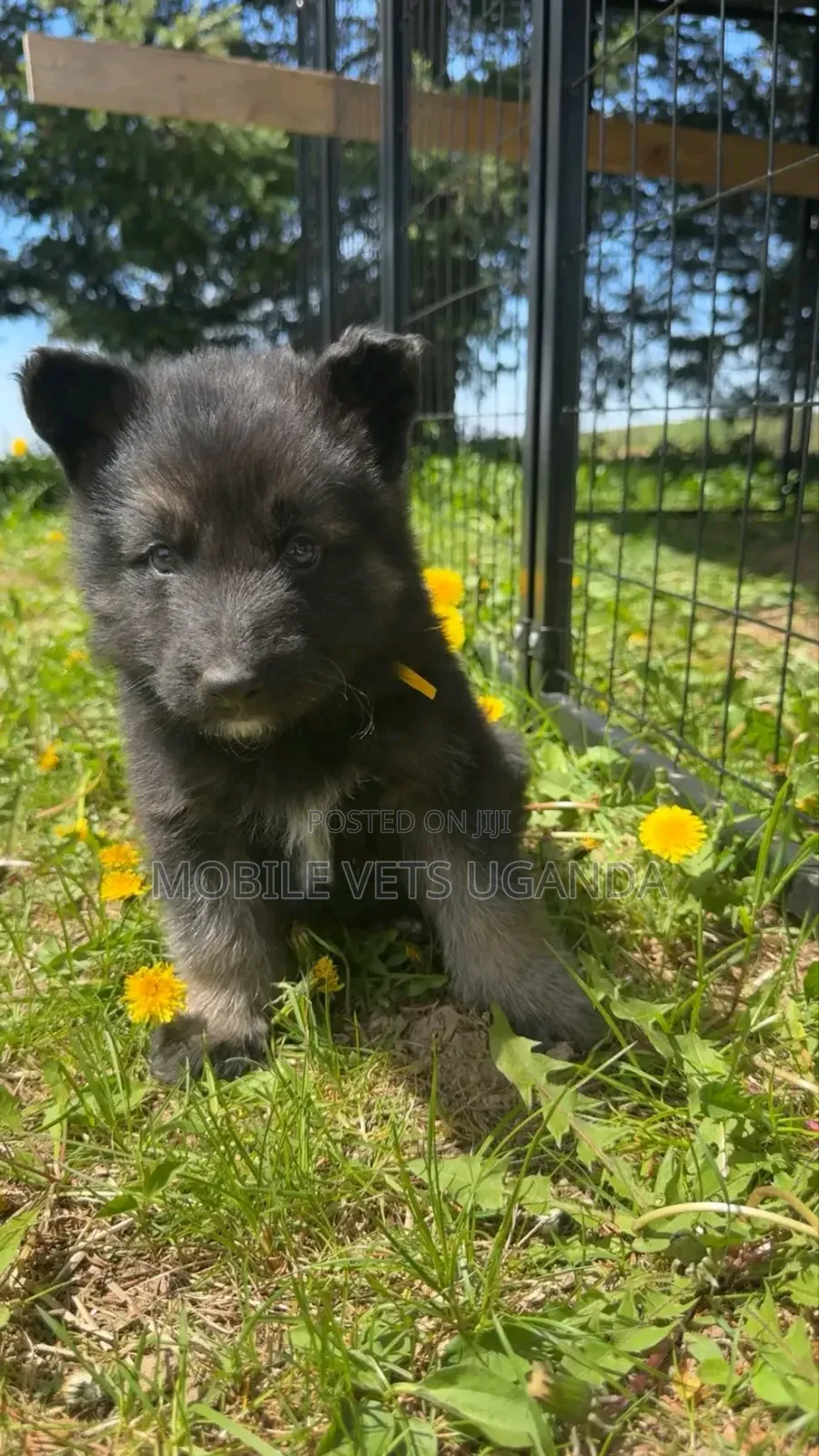 1-3 months Male Purebred German Shepherd