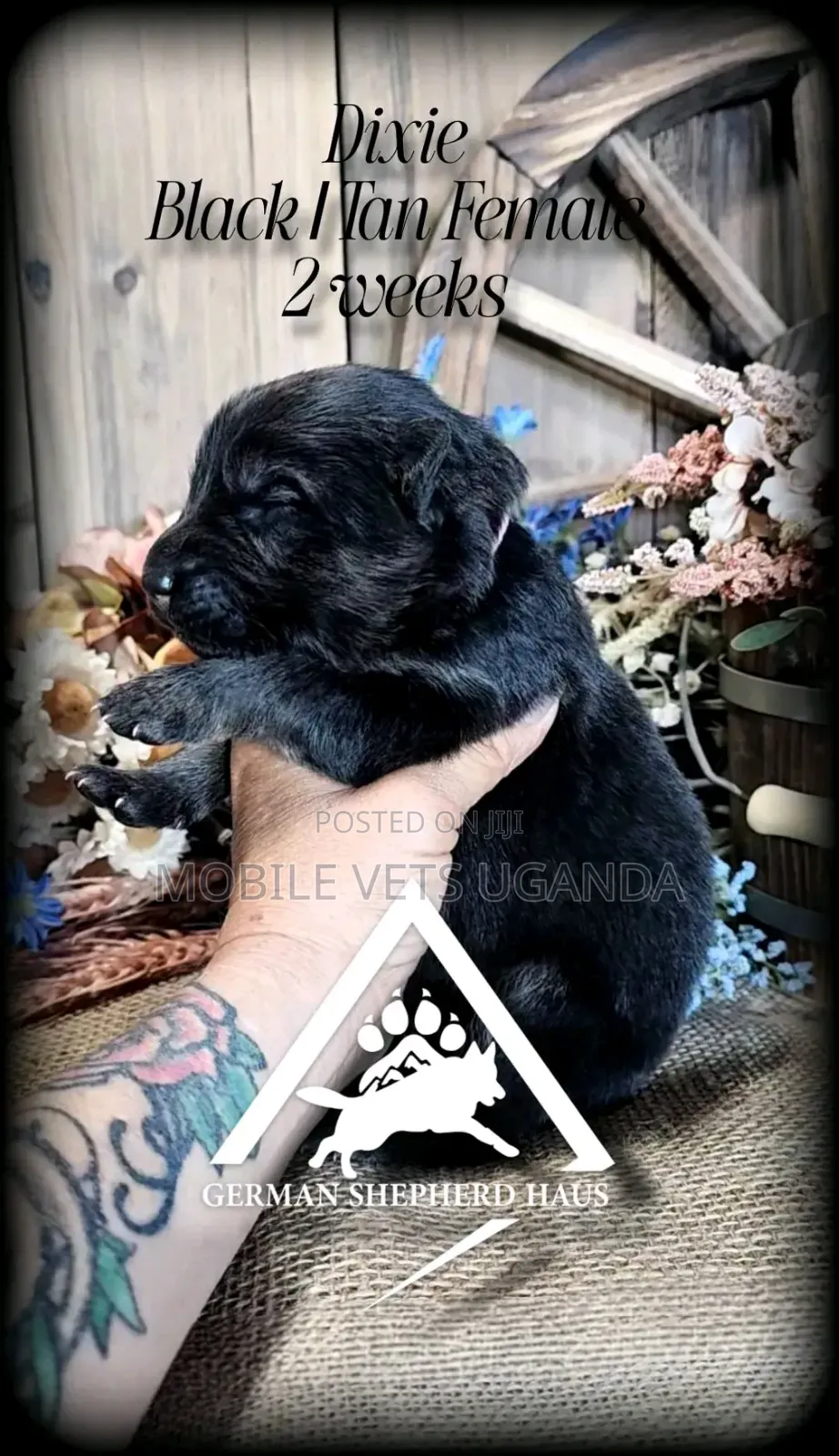 1-3 months Female Purebred German Shepherd