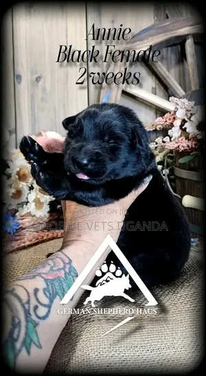 0-1 month Female Purebred German Shepherd