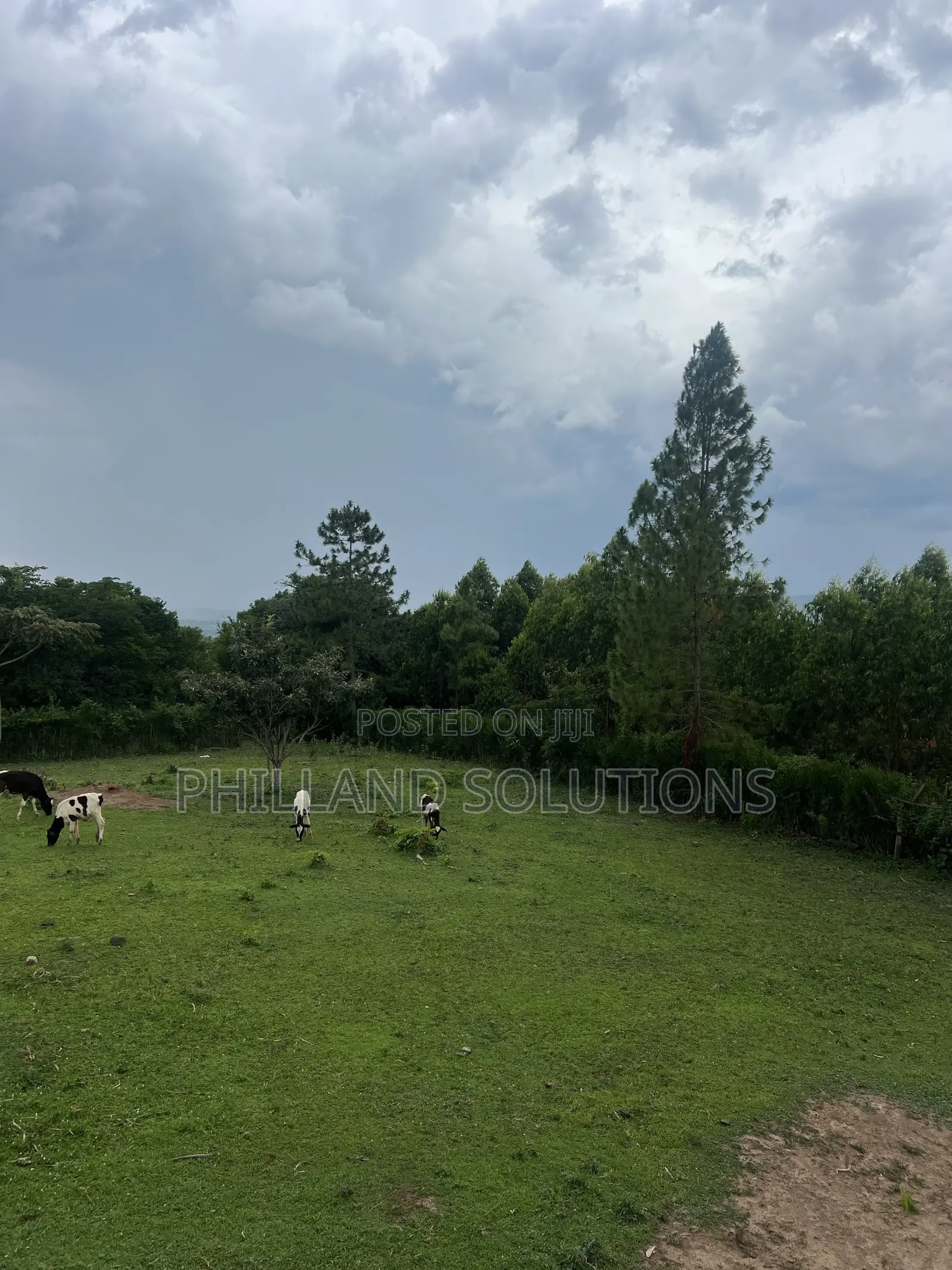 Farmland for Sale 70 Hectares of Land