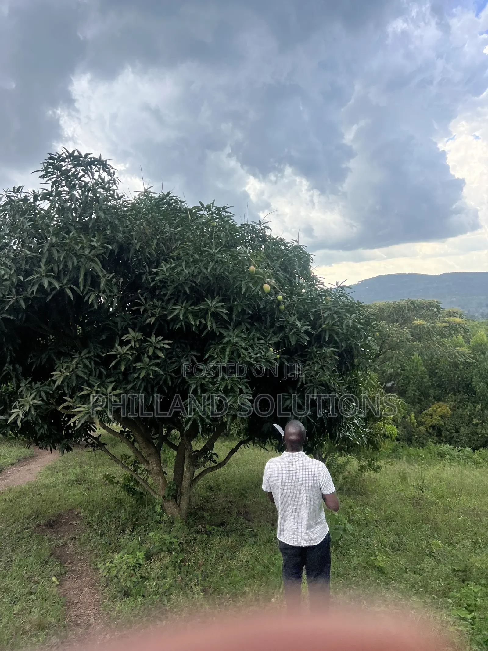 Farmland for Sale 70 Hectares of Land