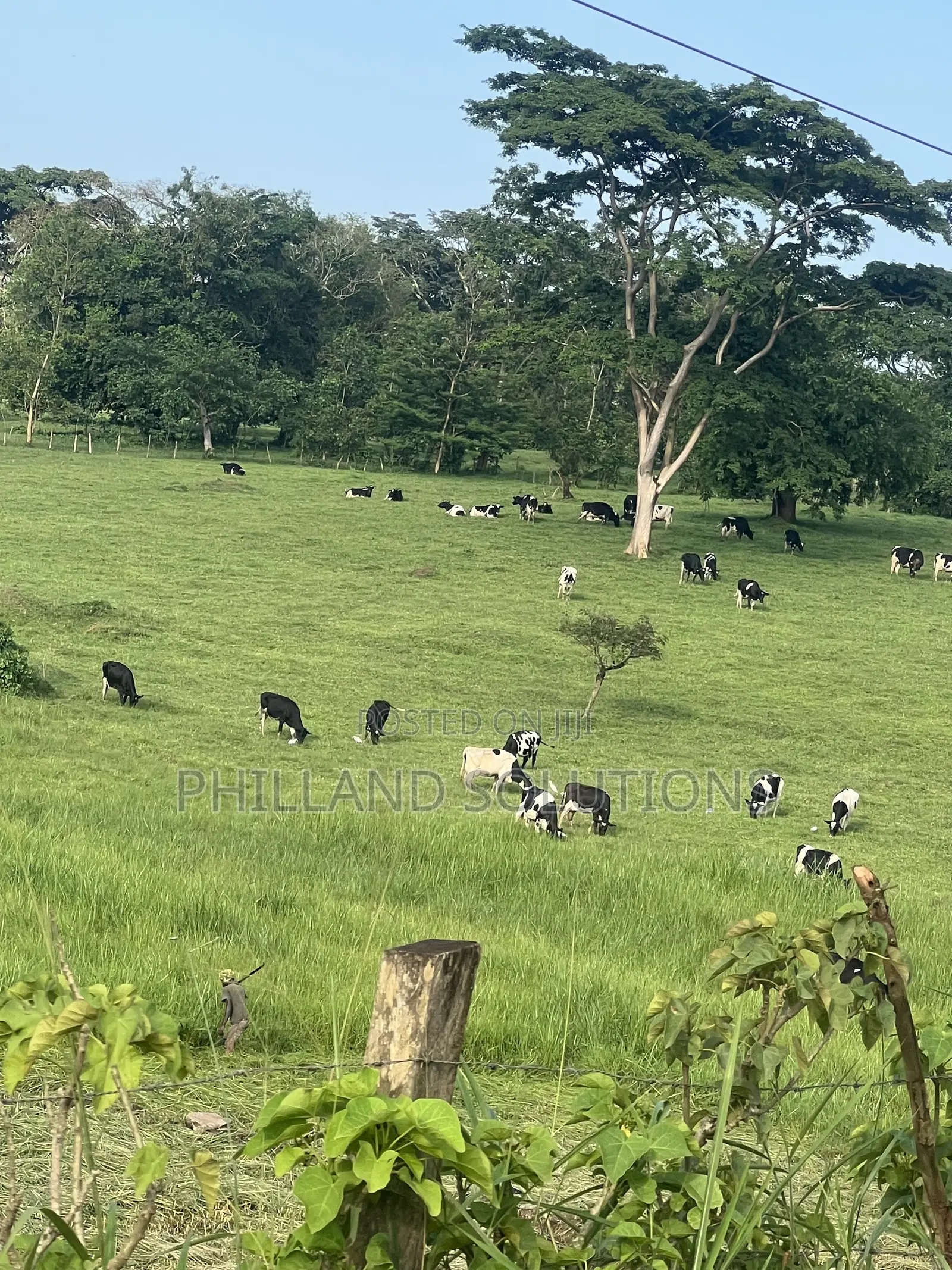 Farmland for Sale 70 Hectares of Land
