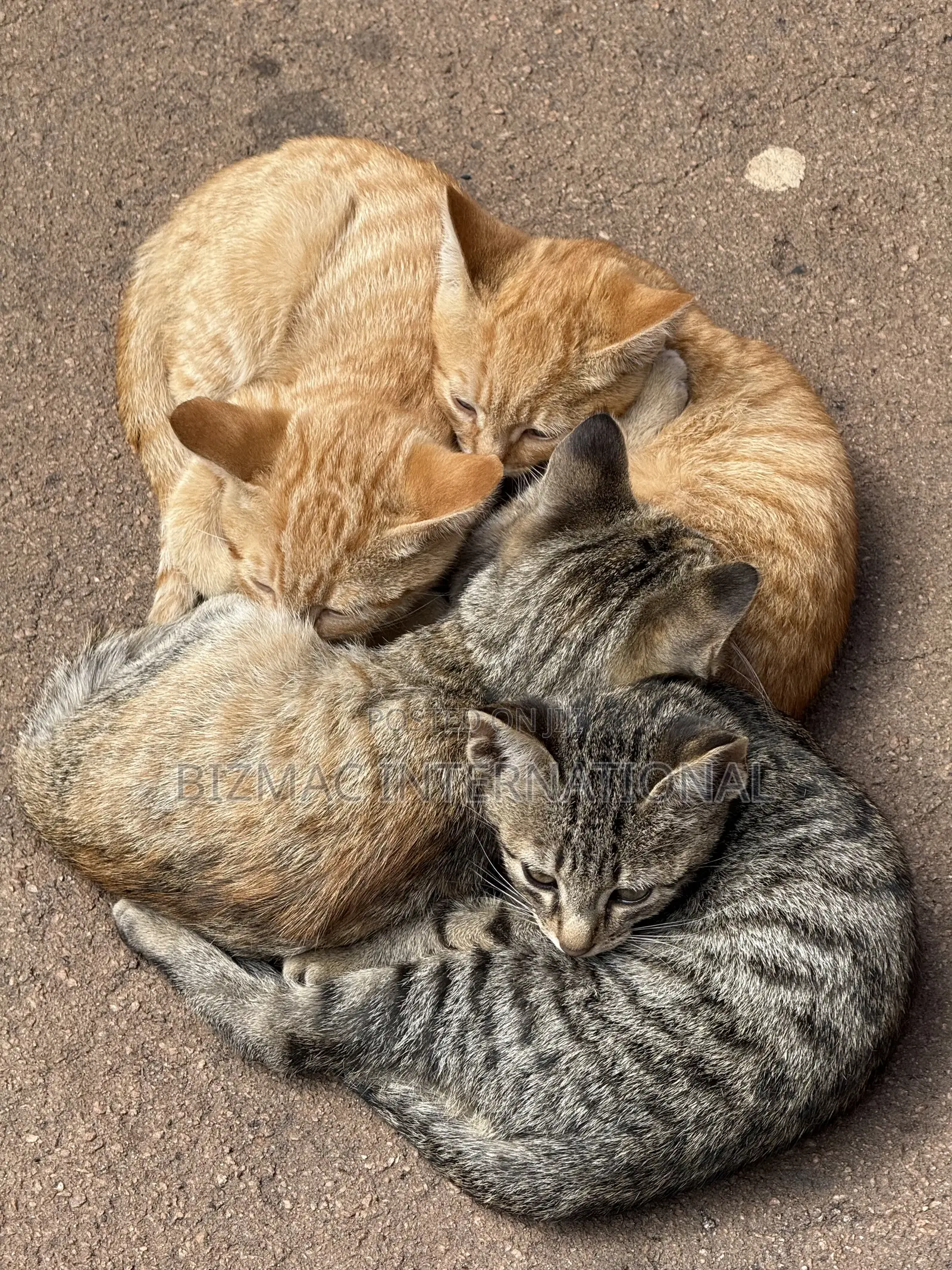 6-12 months Female Mixed Breed Cat