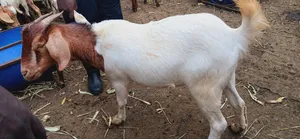Healthy Strong Cross Breed Goats