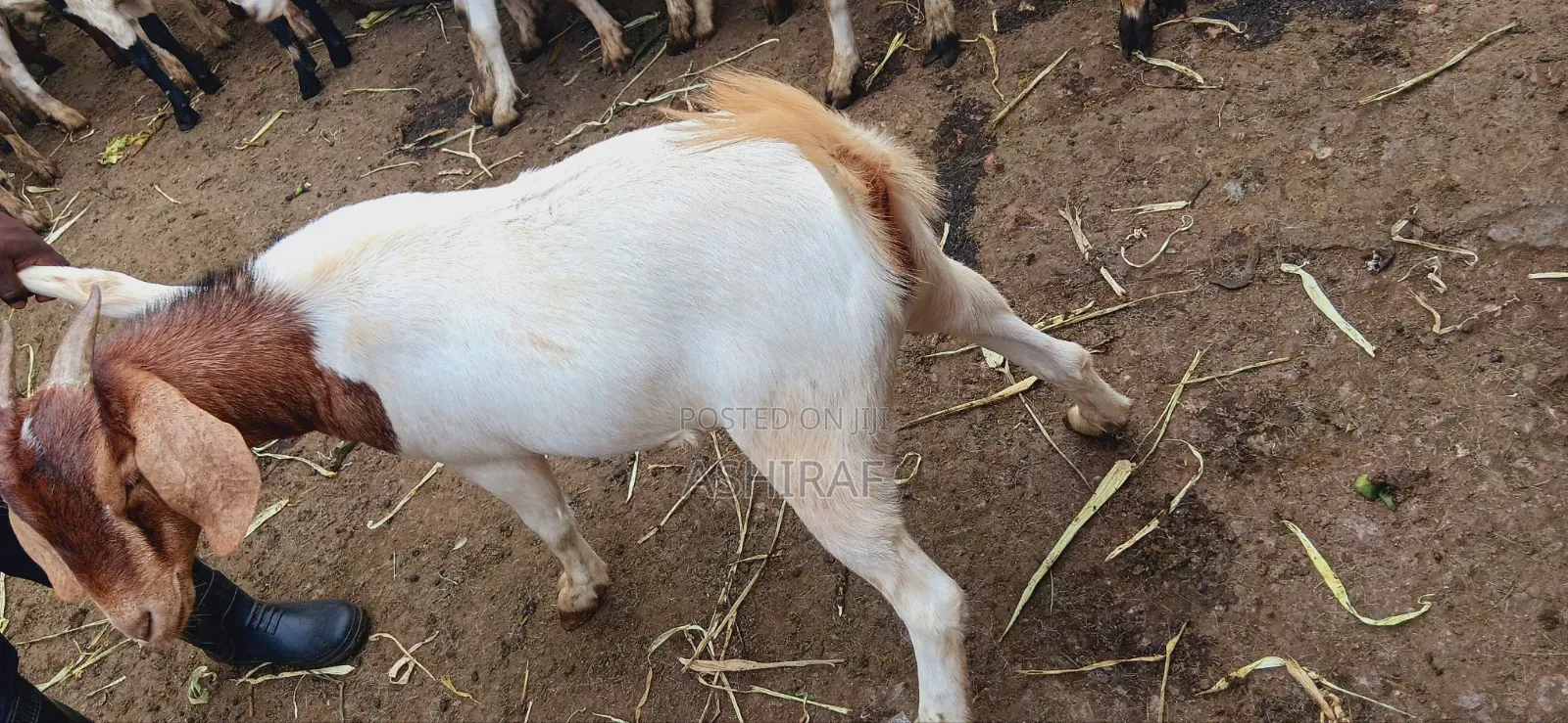 Healthy Strong Cross Breed Goats