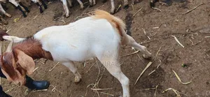 Healthy Strong Cross Breed Goats