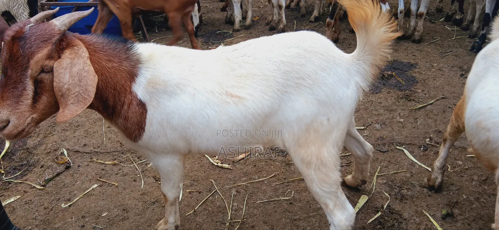 Healthy Strong Cross Breed Goats