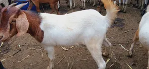 Healthy Strong Cross Breed Goats