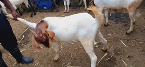 Healthy Strong Cross Breed Goats