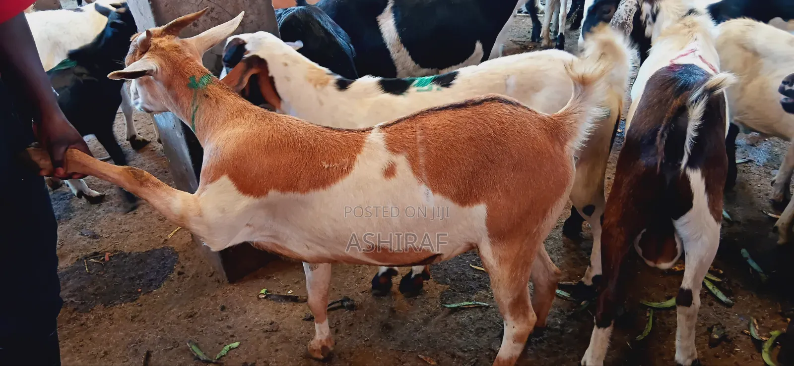 Best Goats Ever at Affordable Prices