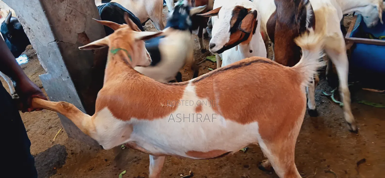 Best Goats Ever at Affordable Prices