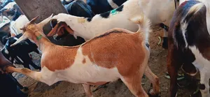 Best Goats Ever at Affordable Prices