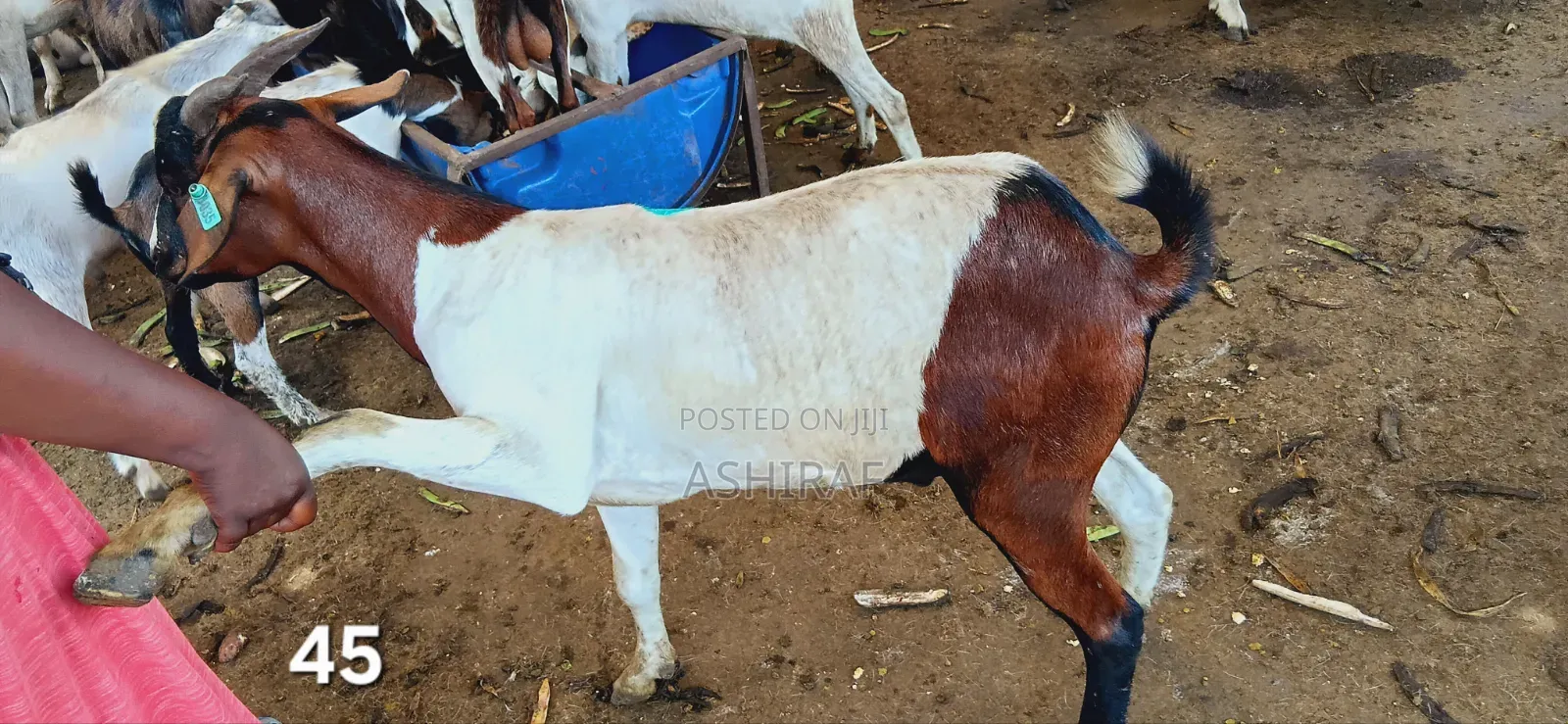 Strong Well-Fed Goats