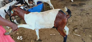 Strong Well-Fed Goats
