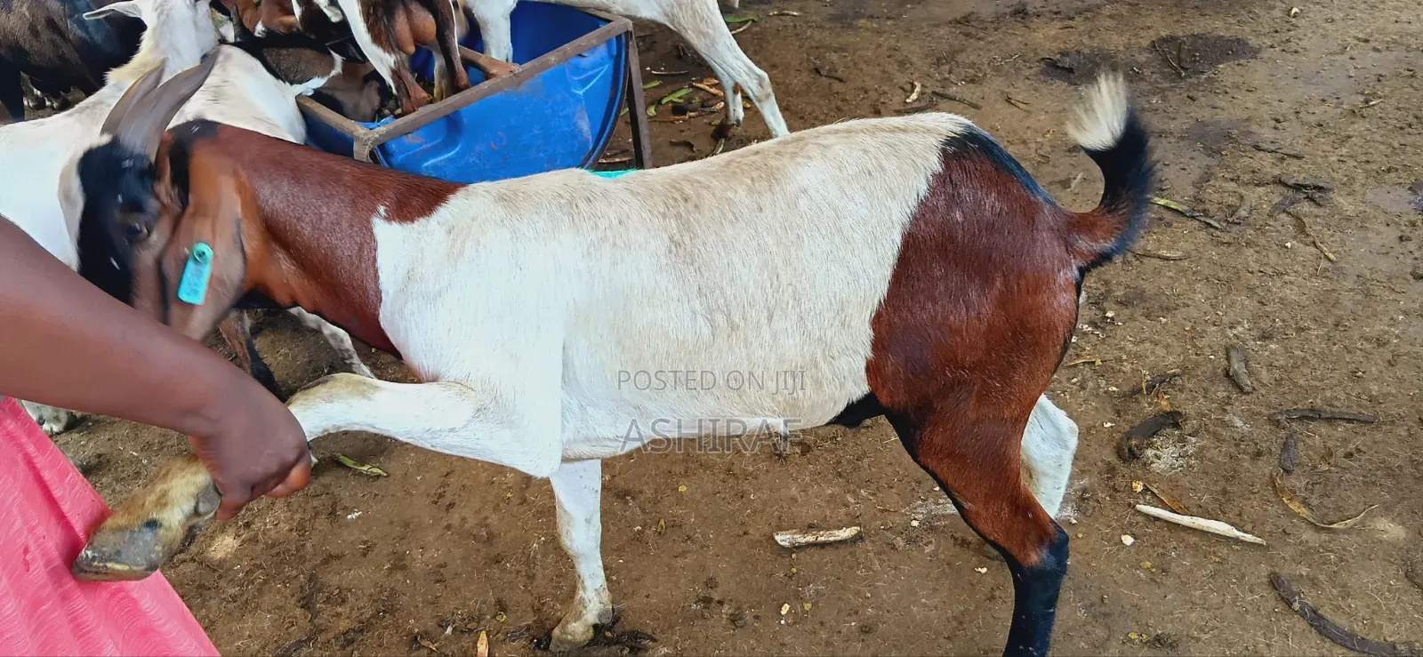 Strong Well-Fed Goats
