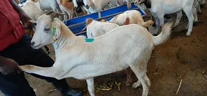 Strong Well-Fed Goats