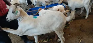 Strong Well-Fed Goats