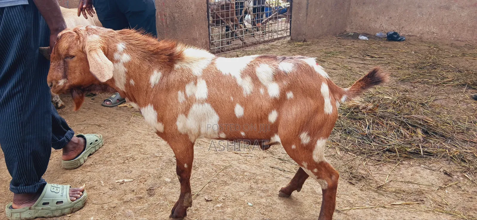 Best Goats With Good Meat for Slaughter