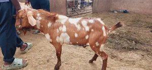 Best Goats With Good Meat for Slaughter