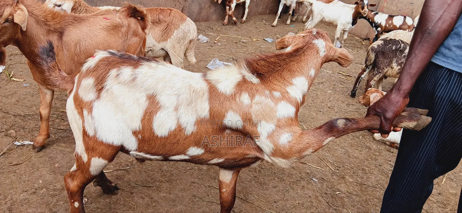 Best Goats With Good Meat for Slaughter