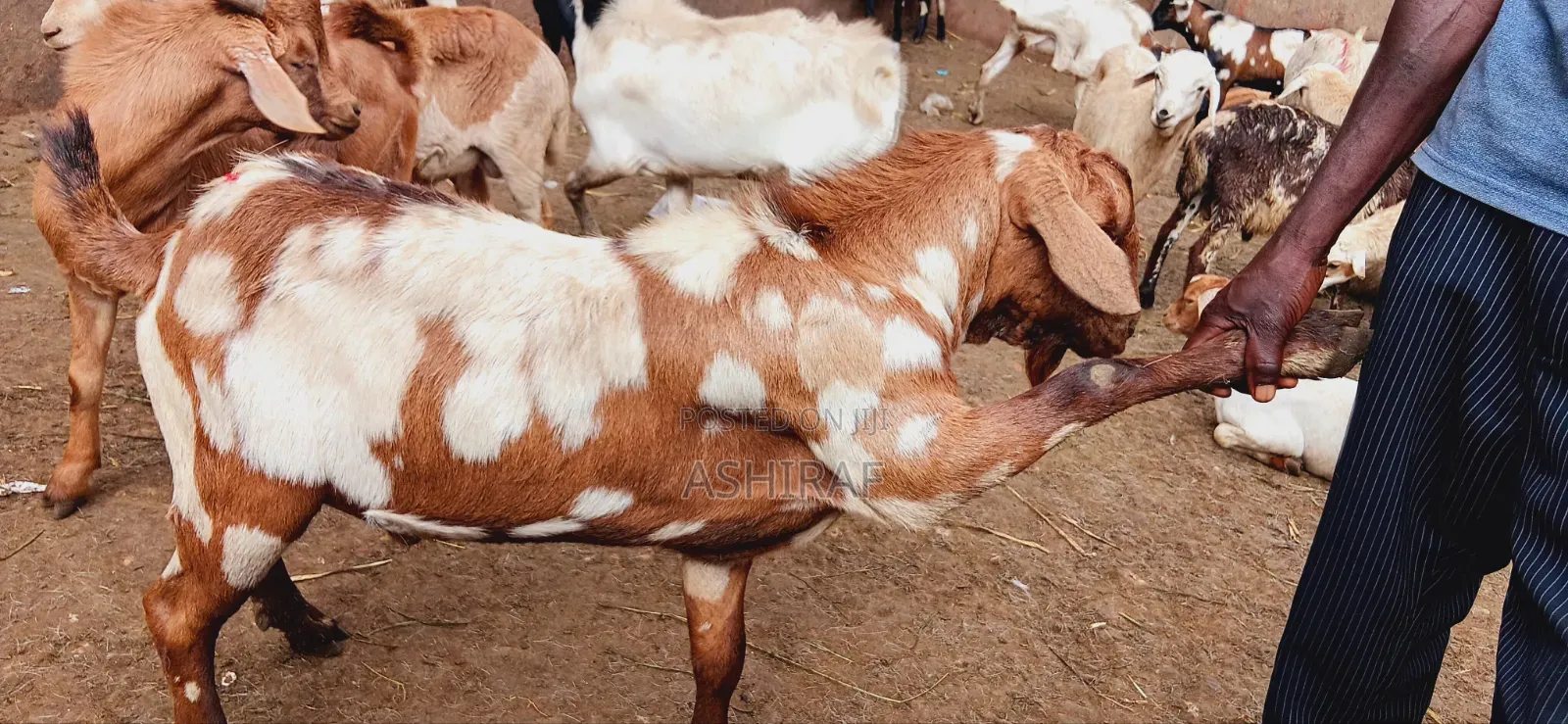Best Goats With Good Meat for Slaughter