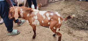 Best Goats With Good Meat for Slaughter