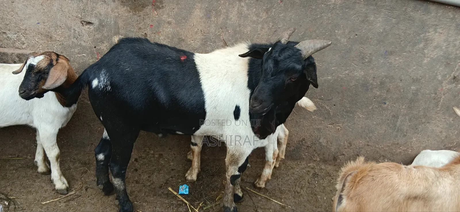 Strong, Healthy Well Fed Goats