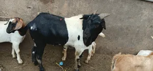 Strong, Healthy Well Fed Goats
