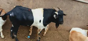 Strong, Healthy Well Fed Goats