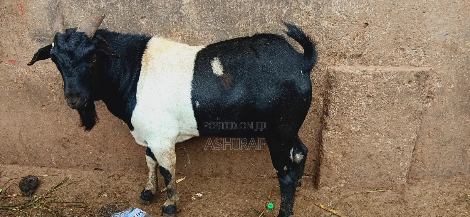 Strong, Healthy Well Fed Goats