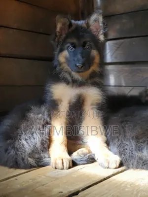 1-3 months Male Purebred German Shepherd