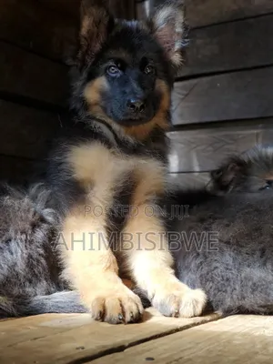 1-3 months Male Purebred German Shepherd