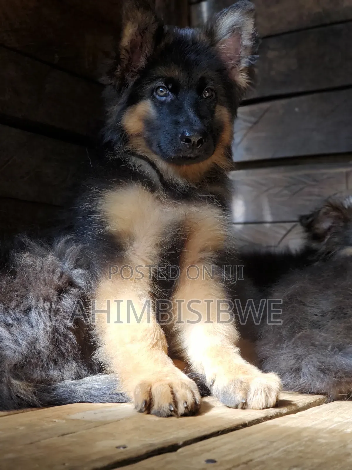 1-3 months Male Purebred German Shepherd